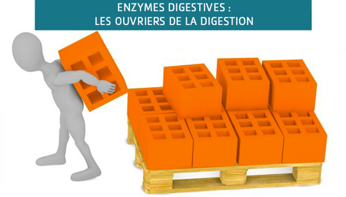 Enzymes, les ouvriers de la digestion